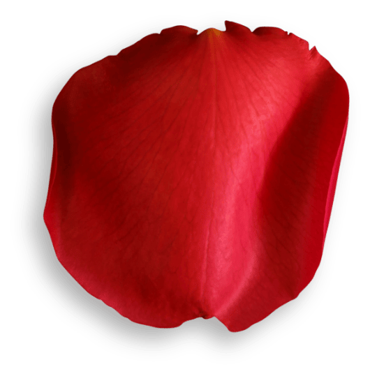 Rose-Petal